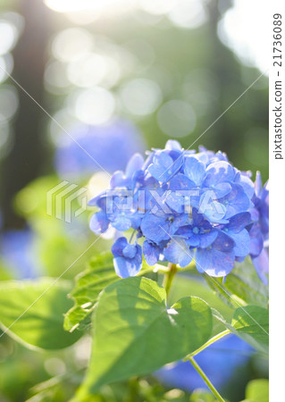hydrangea hydrangea 21736089