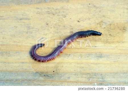 Jarime Jarime 21736280