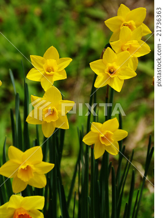Narcissus yellow Narcissus yellow 21736363