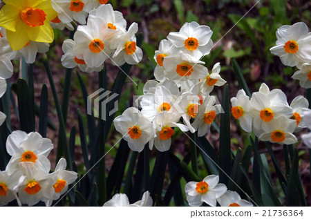 Narcissus white 21736364