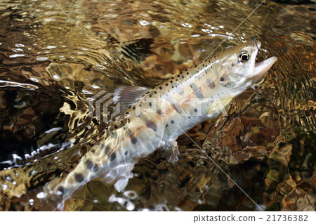 Yamame Yamame 21736382