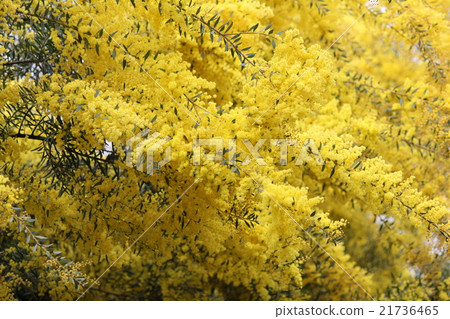 Acacia yellow 21736465