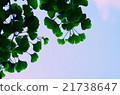 Ginkgo biloba 21738647