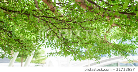 Tree branches and leaves in foreground texture 21738657