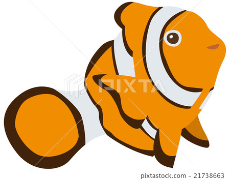 Clown anemonefish 21738663