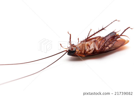 Dead cockroaches on white background 21739082