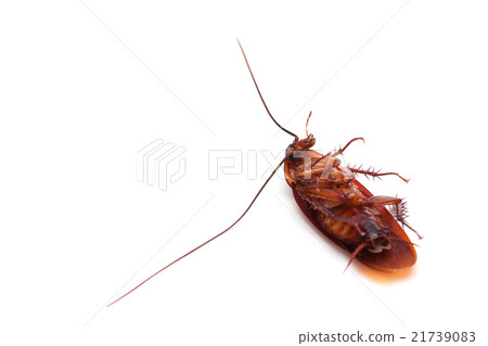 Dead cockroaches on white background 21739083