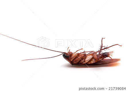 Dead cockroaches on white background Dead cockroaches on white background 21739084