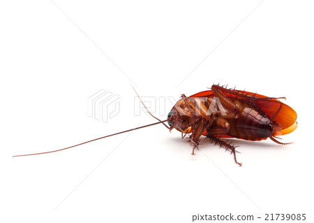 Dead cockroaches on white background Dead cockroaches on white background 21739085