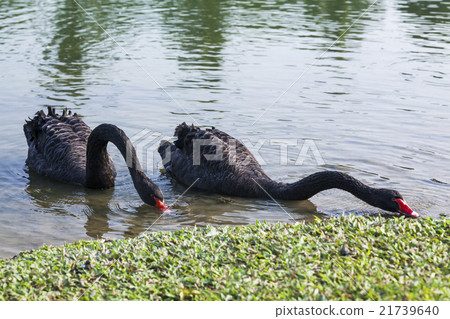 湖上的黑天鵝 21739640