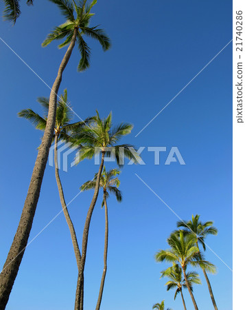 Blue sky and palm tree 21740286