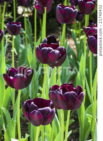 Black tulip close-up 21740432
