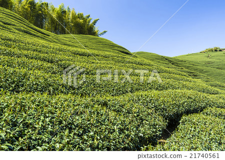 Green tea garden Green tea garden 21740561