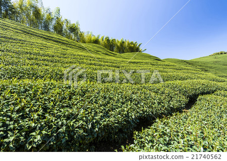 Green tea garden Green tea garden 21740562