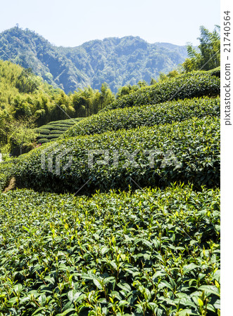 綠色的茶園 21740564
