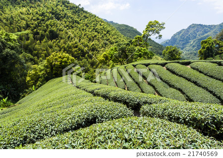 Green tea garden 21740569