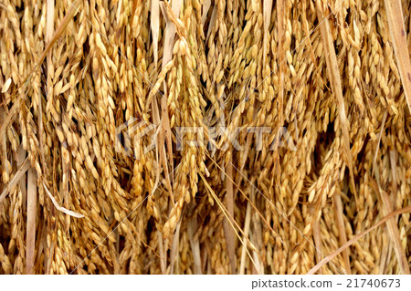 paddy background, unmilled rice 21740673