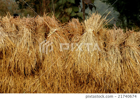 unmilled rice, bundle of rice on the rice field 21740674