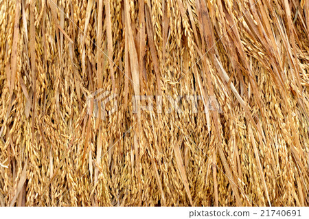 unmilled rice, bundle of rice on the rice field unmilled rice, bundle of rice on the rice field 21740691