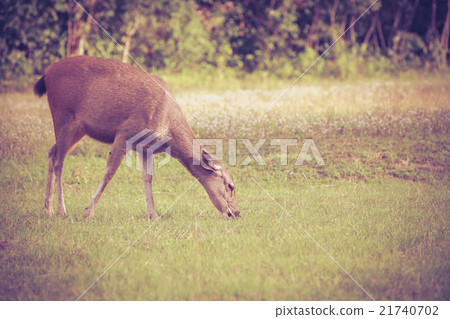 Deer in forest. Animals in natural environment. Deer in forest. Animals in natural environment. 21740702