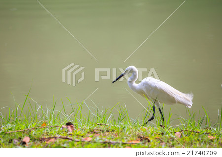 Animals in Wildlife - White Egrets. Outdoors. 21740709