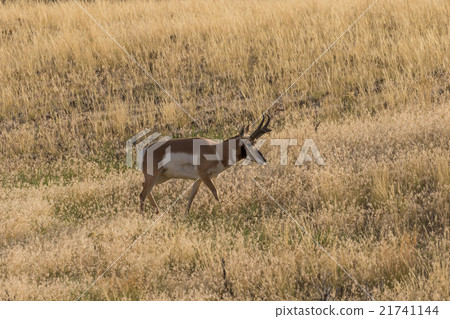 Pronghorn Antelope Buck 21741144