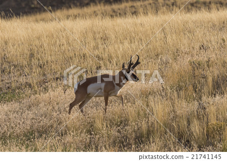 Pronghorn Antelope Buck 21741145