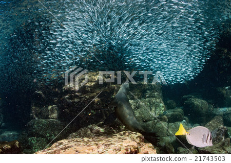 sardine school of fish underwater sardine school of fish underwater 21743503
