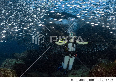 beauty blonde diver girl looking at you while swimming underwater beauty blonde diver girl looking at you while swimming underwater 21743506