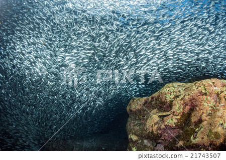 sardine school of fish underwater sardine school of fish underwater 21743507