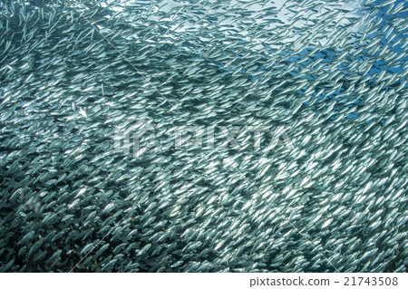 sardine school of fish underwater sardine school of fish underwater 21743508