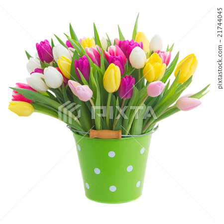 bouquet of pink, purple and white tulips bouquet of pink, purple and white tulips 21744045