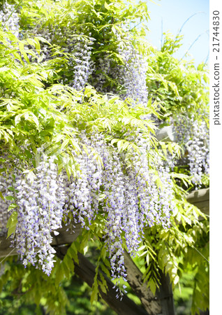 Wisteria trellis Wisteria trellis 21744830