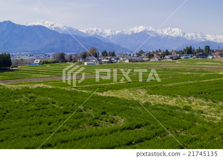 Shinshu Azumino Omachi郊區春天春天 21745135