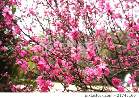菊花的花朵 21745160