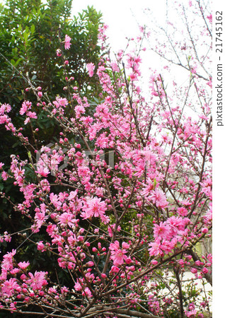 Flowers of Chrysanthemum 21745162