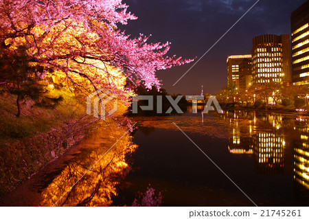 晚上拍攝櫻花福岡拍攝 晚上拍攝櫻花福岡拍攝 21745261
