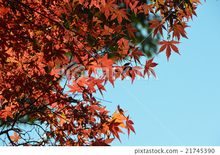 Momiji·Aozora（德川花園/愛知縣名古屋市東區德川川） 21745390