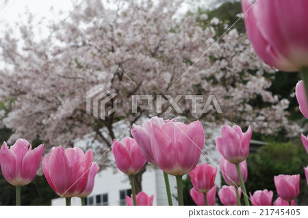 鬱金香和櫻花 21745405