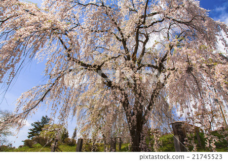 Huayang cherry tree 21745523