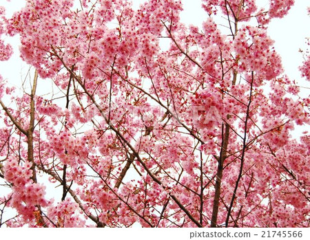 Cherry Blossoms Cherry Blossoms 21745566