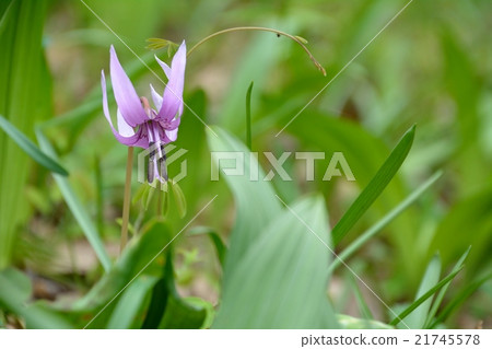 Katakuri花 Katakuri花 21745578