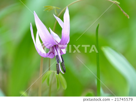 Katakuri花 Katakuri花 21745579