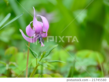 Katakuri flowers 21745580