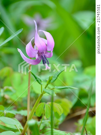 Katakuri flowers 21745581