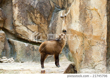 Gently watch over 21745706