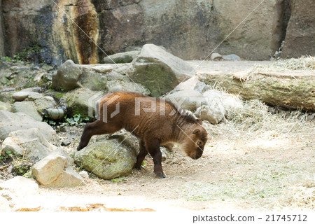 I started walking. 21745712