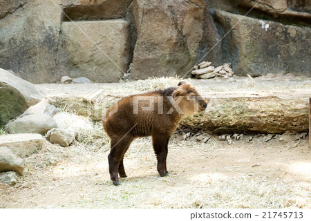Golden Takin shortly after birth Golden Takin shortly after birth 21745713