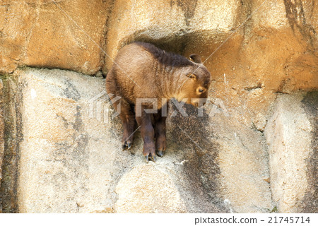 Baby rock climbing Baby rock climbing 21745714