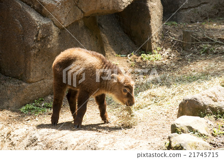 金羚出生後不久 21745715